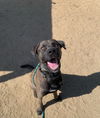 adoptable Dog in , NV named Dozer