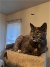adoptable Cat in , NV named Katapult(Katie)