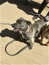 adoptable Dog in , NV named Caruso