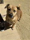 adoptable Dog in incline village, NV named Little Duke (Ld)