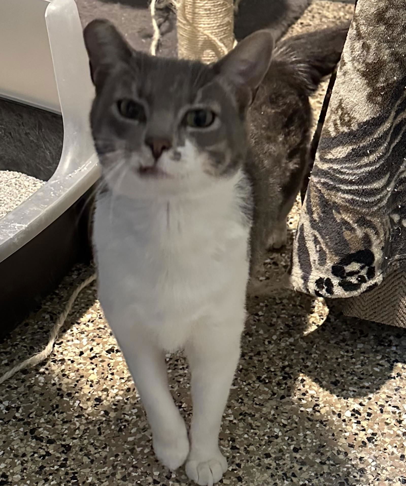 adoptable Cat in Incline Village, NV named Fox