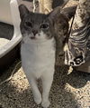 adoptable Cat in , NV named Fox