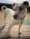 adoptable Dog in Incline Village, NV named Stella