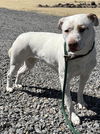 adoptable Dog in , NV named Stella