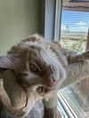 adoptable Cat in , NV named Fritz