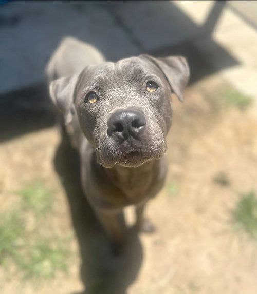 FRECKLES - Mastiff / American Staffordshire Terrier available for adoption