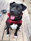 adoptable Dog in  named Aries