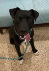 adoptable Dog in , NV named Aries