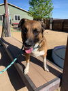 adoptable Dog in , NV named Bailey