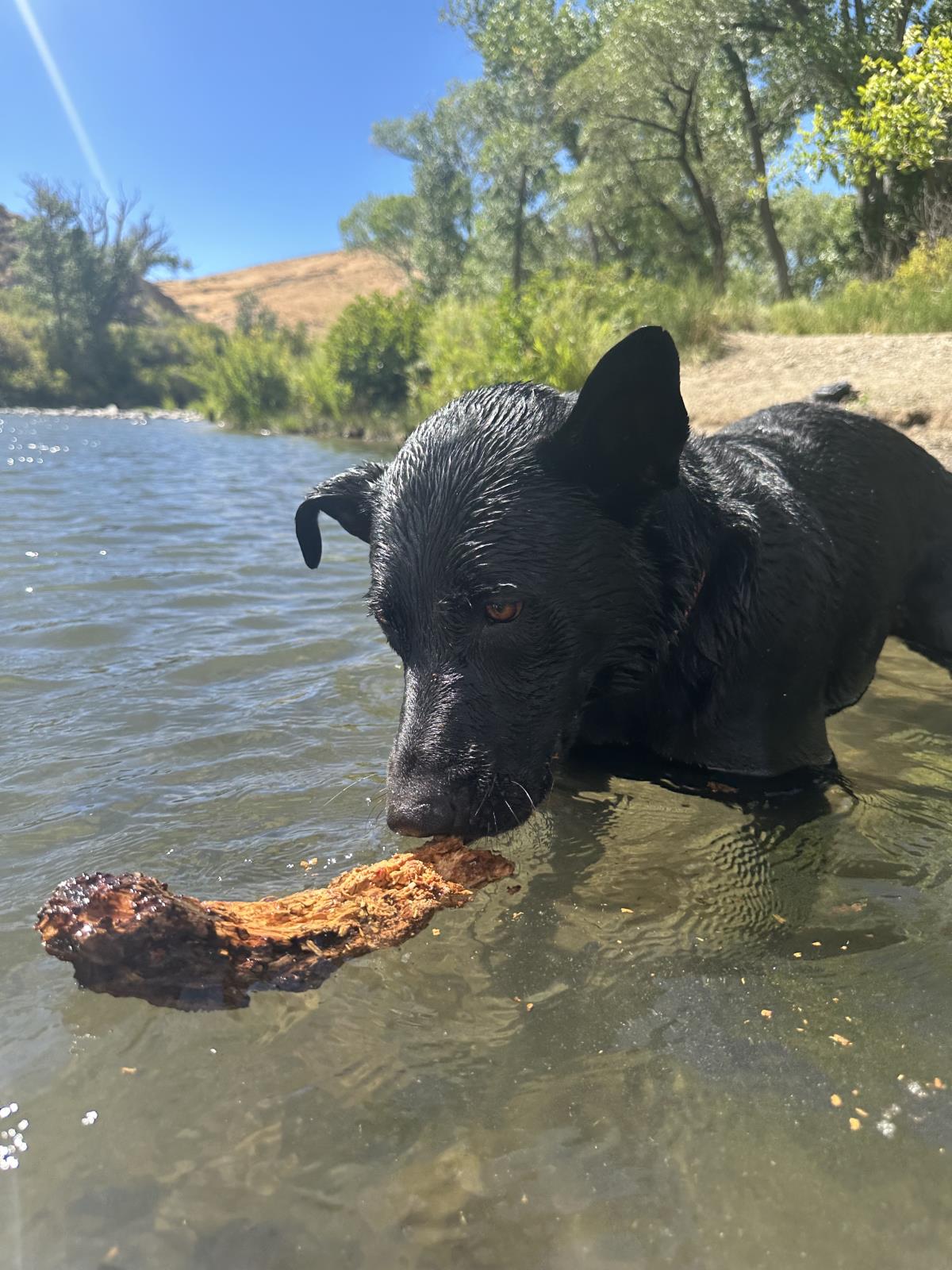 adoptable Dog in Incline Village, NV named Hendrix