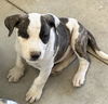 adoptable Dog in , NV named Patches