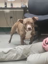 adoptable Dog in , NV named Hailey