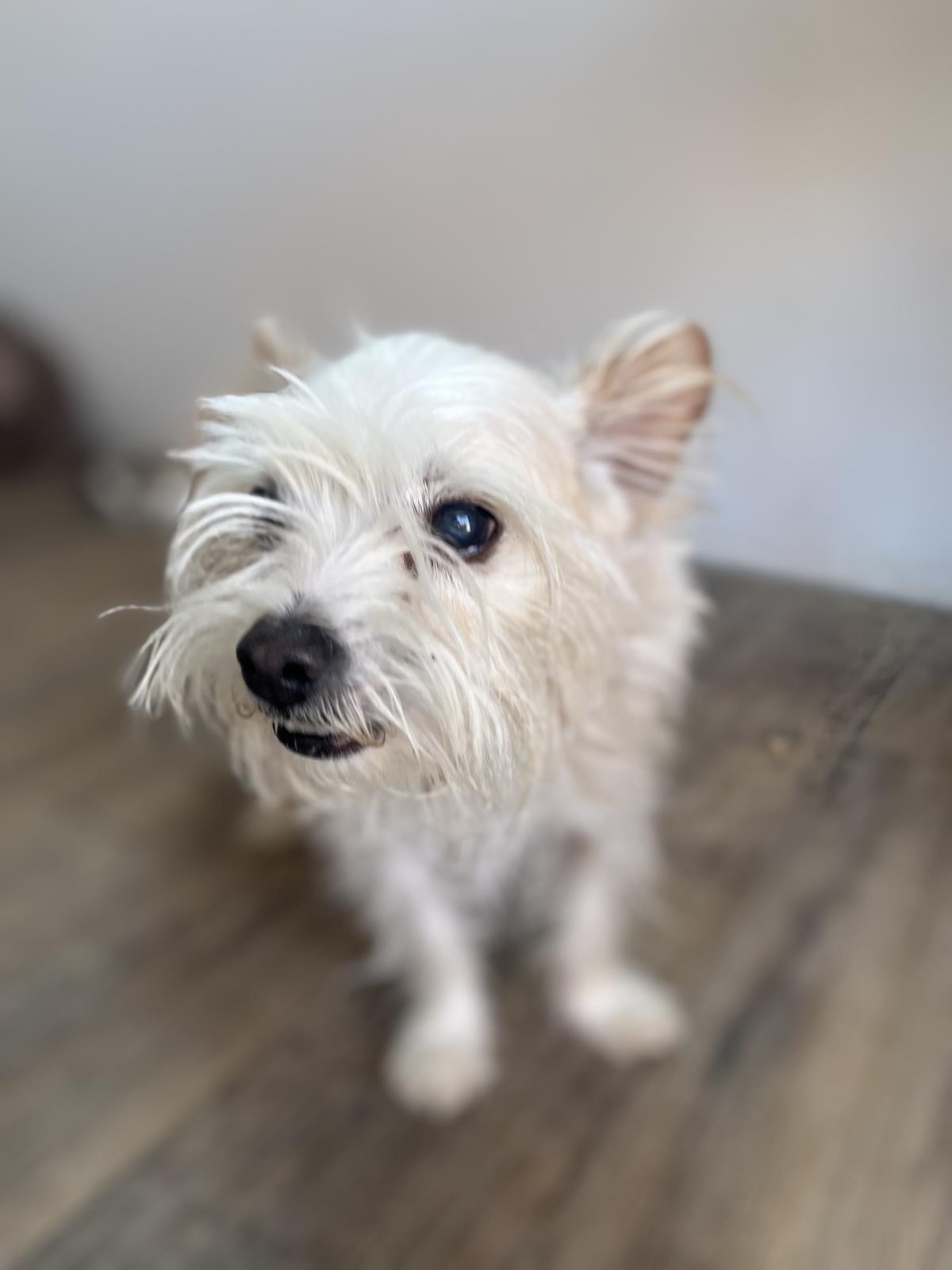 adoptable Dog in Incline Village, NV named Toto