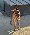 adoptable Dog in Incline Village, NV named Stacks