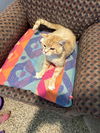 adoptable Cat in , NV named Will Feral