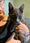 adoptable Cat in Incline Village, NV named Sasha