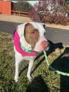 adoptable Dog in , NV named Bacardi