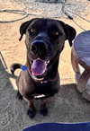 Dozer - Photo 1