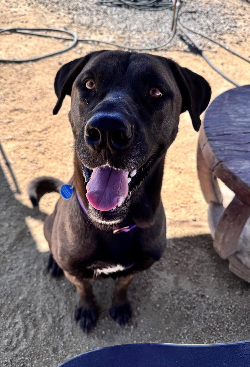 picture of the dog needing adoption