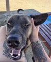 Dozer - Photo 2