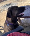 Dozer - Photo 3