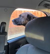 Dozer - Photo 4