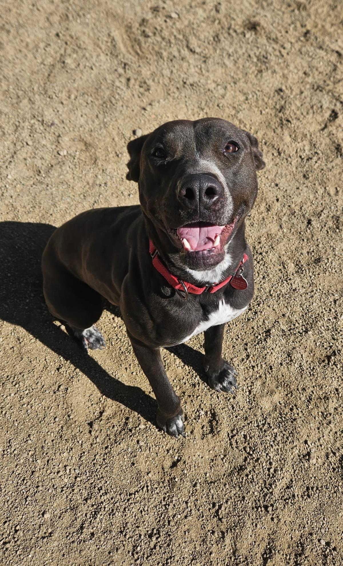 adoptable Dog in Incline Village, NV named Athena