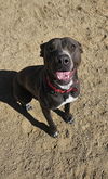 adoptable Dog in Incline Village, NV named Athena