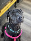 adoptable Dog in Incline Village, NV named Buddy