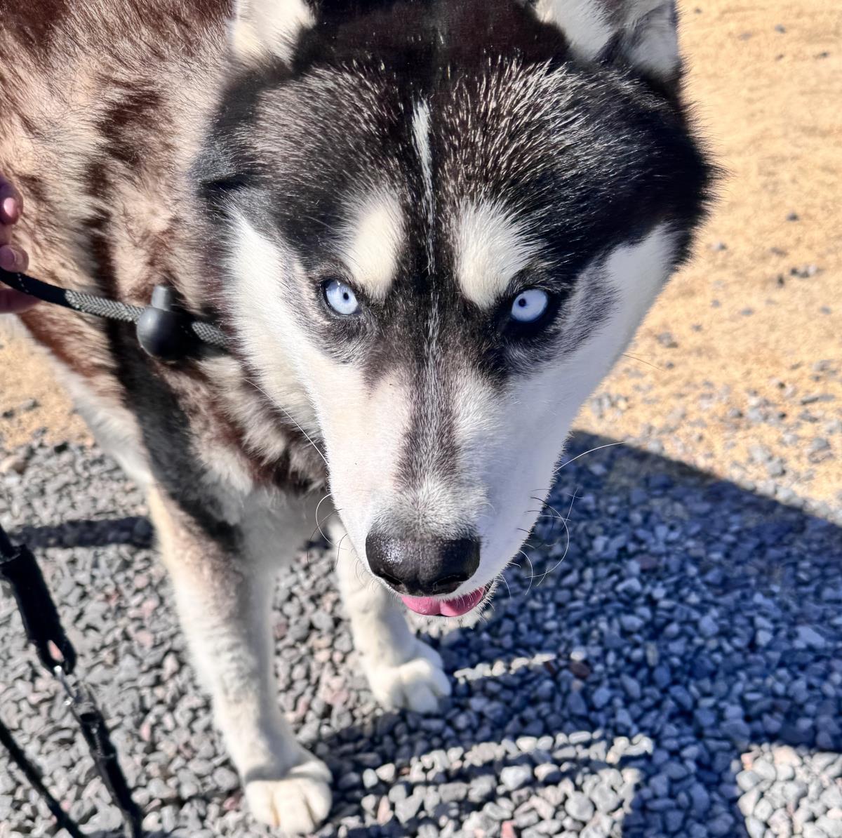 adoptable Dog in Incline Village, NV named Balto