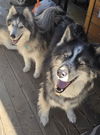 adoptable Dog in Incline Village, NV named Luke And Leia