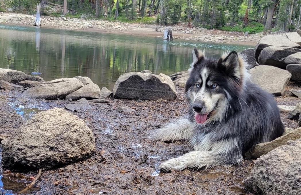 adoptable Dog in Incline Village, NV named Luke