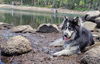 adoptable Dog in Incline Village, NV named Luke