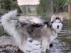 adoptable Dog in incline village, NV named Leia
