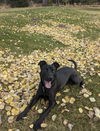 adoptable Dog in incline village, NV named Griff