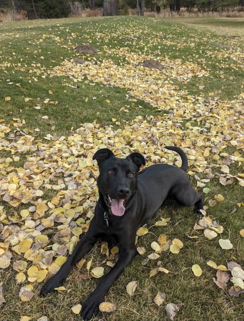 picture of the dog needing adoption