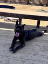 adoptable Dog in Incline Village, NV named Daryl