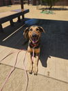 adoptable Dog in incline village, NV named Godfrey