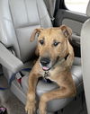 adoptable Dog in  named Reba