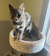 adoptable Cat in  named Willa