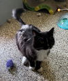 adoptable Cat in incline village, NV named Felix