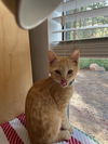 adoptable Cat in Incline Village, NV named Rusty