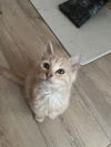 adoptable Cat in Incline Village, NV named Trooper
