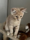adoptable Cat in incline village, NV named Lily