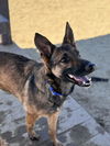 adoptable Dog in incline village, NV named Lily