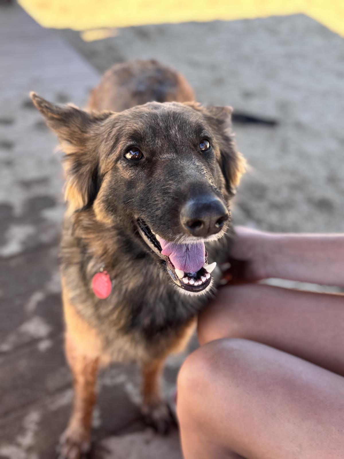 adoptable Dog in Incline Village, NV named Cinnamon