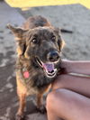 adoptable Dog in  named Cinnamon