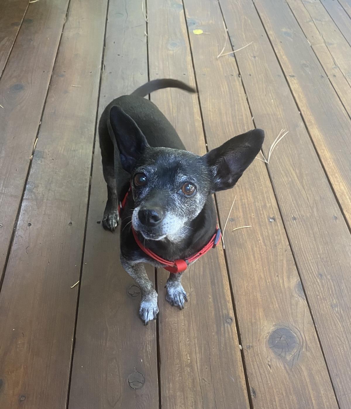adoptable Dog in Incline Village, NV named Sadie