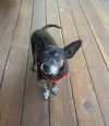 adoptable Dog in  named Sadie