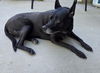 adoptable Dog in incline village, NV named Jodie